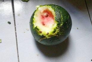 离普吃瓜