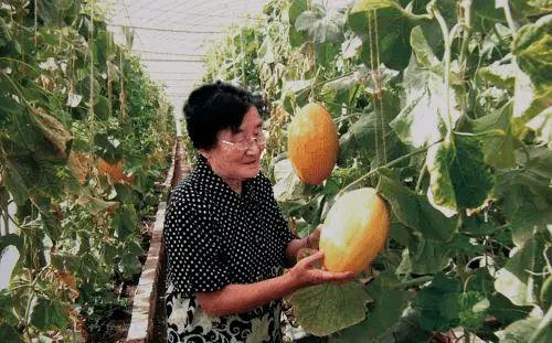 离普吃瓜