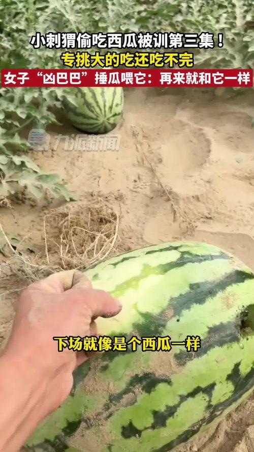 吃瓜系统27,网络热议背后的真相与启示