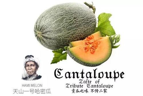 吃瓜打架网站推荐