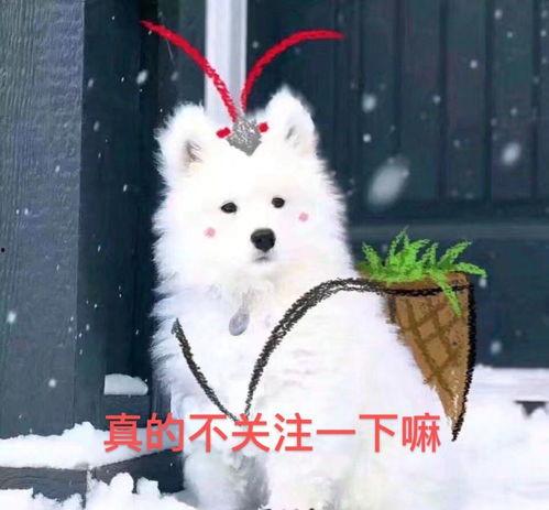 吃瓜的猹名字,揭秘娱乐圈的瓜田传奇
