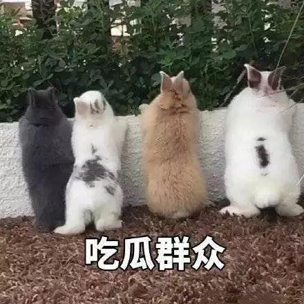 吃瓜笑脸,揭秘网络红人的魅力与影响力