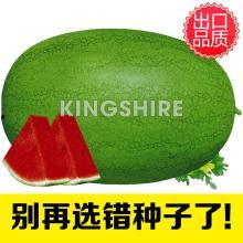吃新红宝瓜
