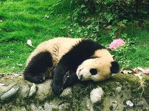 呼小叫吃瓜,揭秘娱乐圈背后的那些事儿